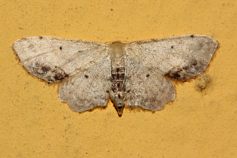 Idaea dimidiata